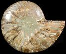 Agatized Ammonite Fossil (Half) #46531-1
